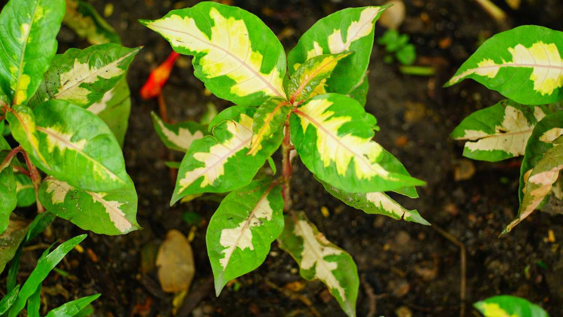 How to take care of Aglaonema Pictum Tricolor