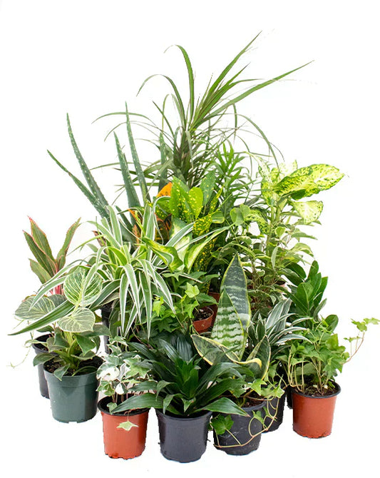 Assorted easy-care indoor plants in pots including snake plant, spider plant, and dracaena on a white background
