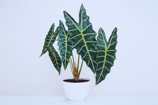 How to Take Care of Alocasia Polly