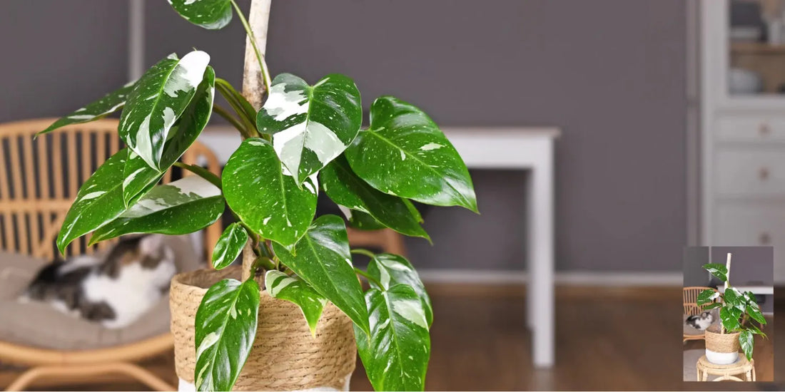 Philodendron White princess plant, cat siting on chair in background