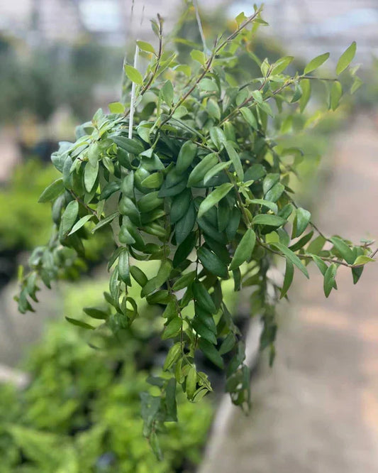 Lipstick Plant