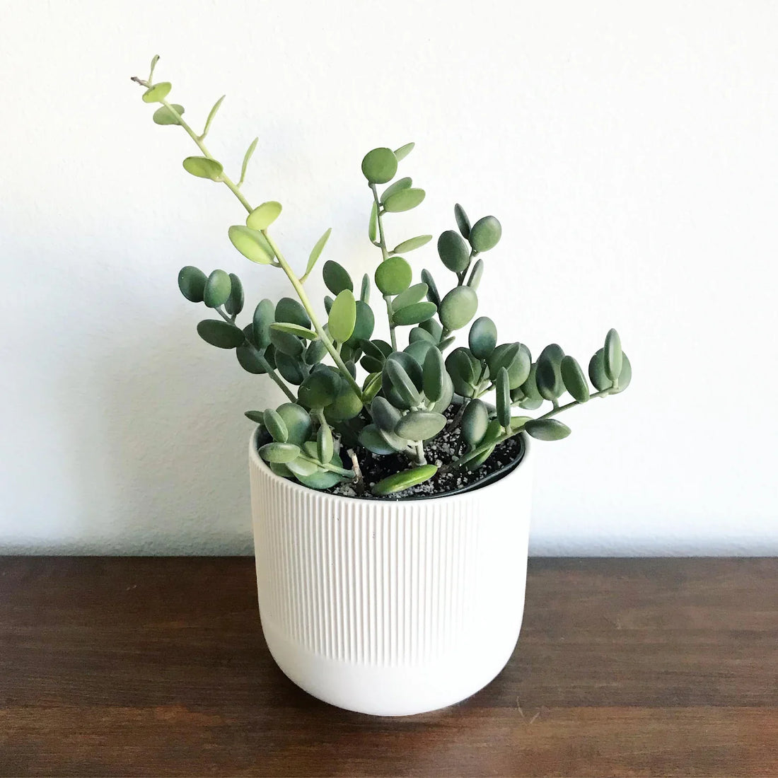 8 Money Plant Types: What to Know & Beginner Guide