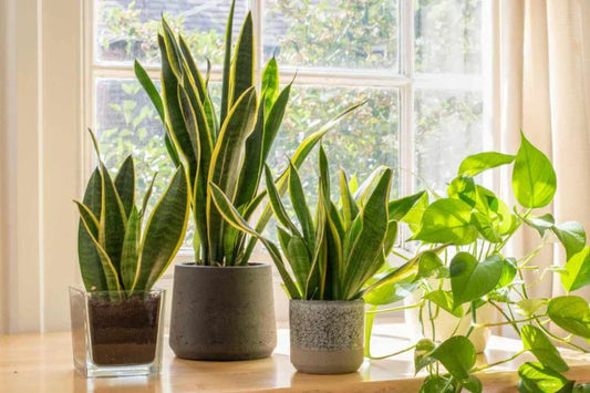 Snake plants and pothos in modern pots placed on a sunny windowsill, thriving in indirect natural light indoors