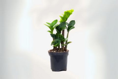 Compact ZZ plant 'Zenzi' with thick green stems and glossy dark green leaves growing in a small black nurs