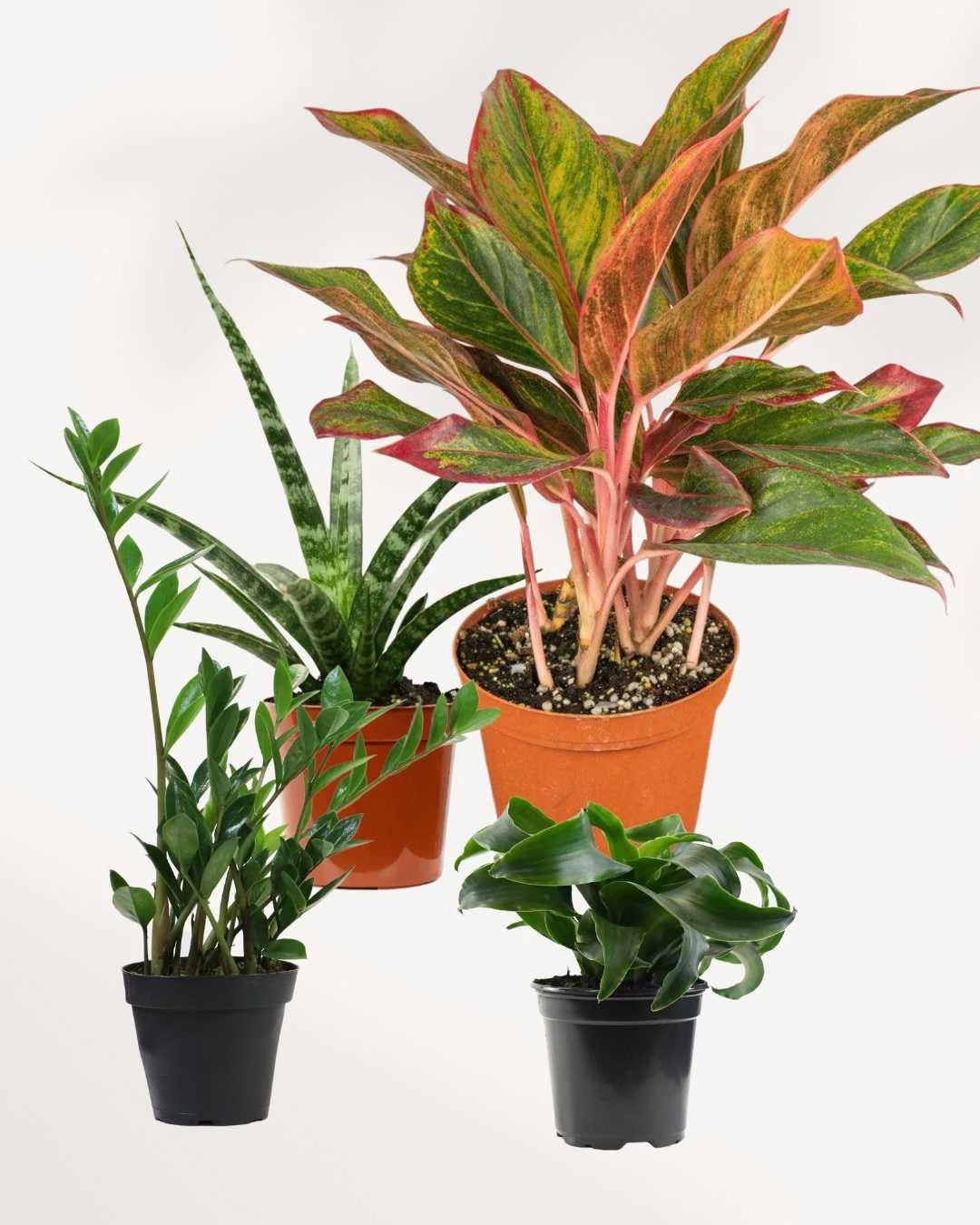 Air Purifying Bundle | Toronto's Choice