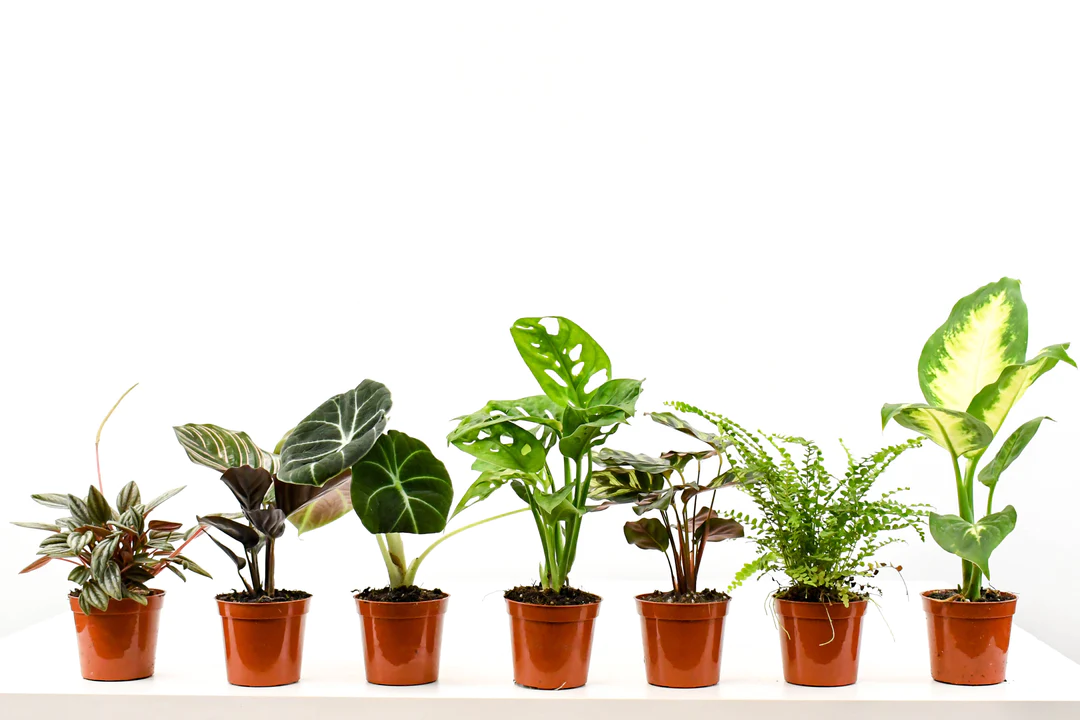 Plant Bundles