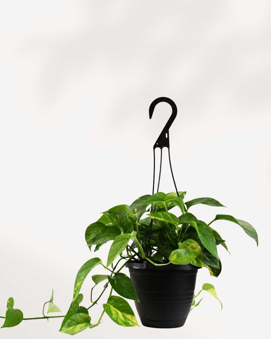 Hanging Baskets | Buy Online