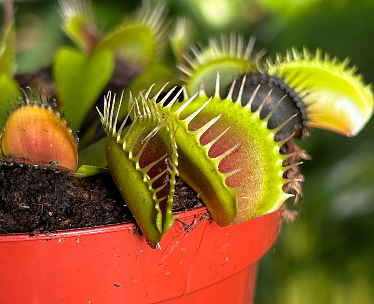 Carnivorous Plants