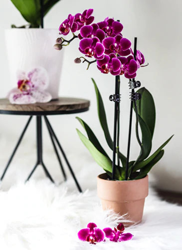Orchids