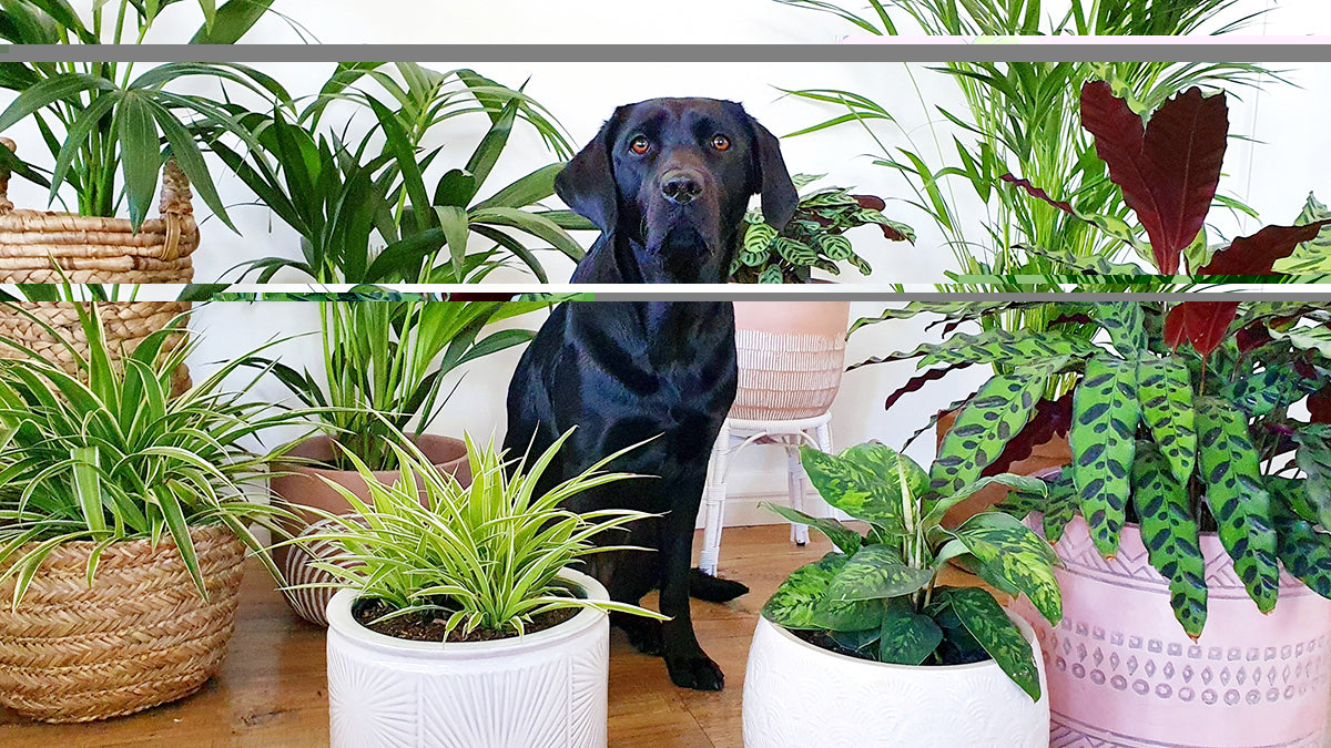Your Gateway to Green Living