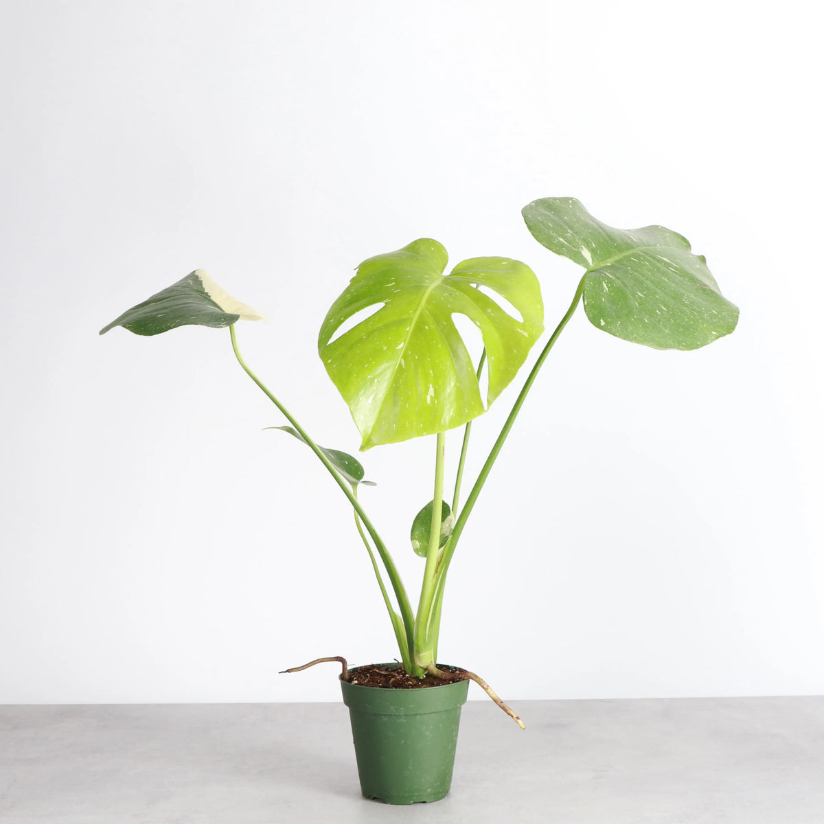 Monstera Plants
