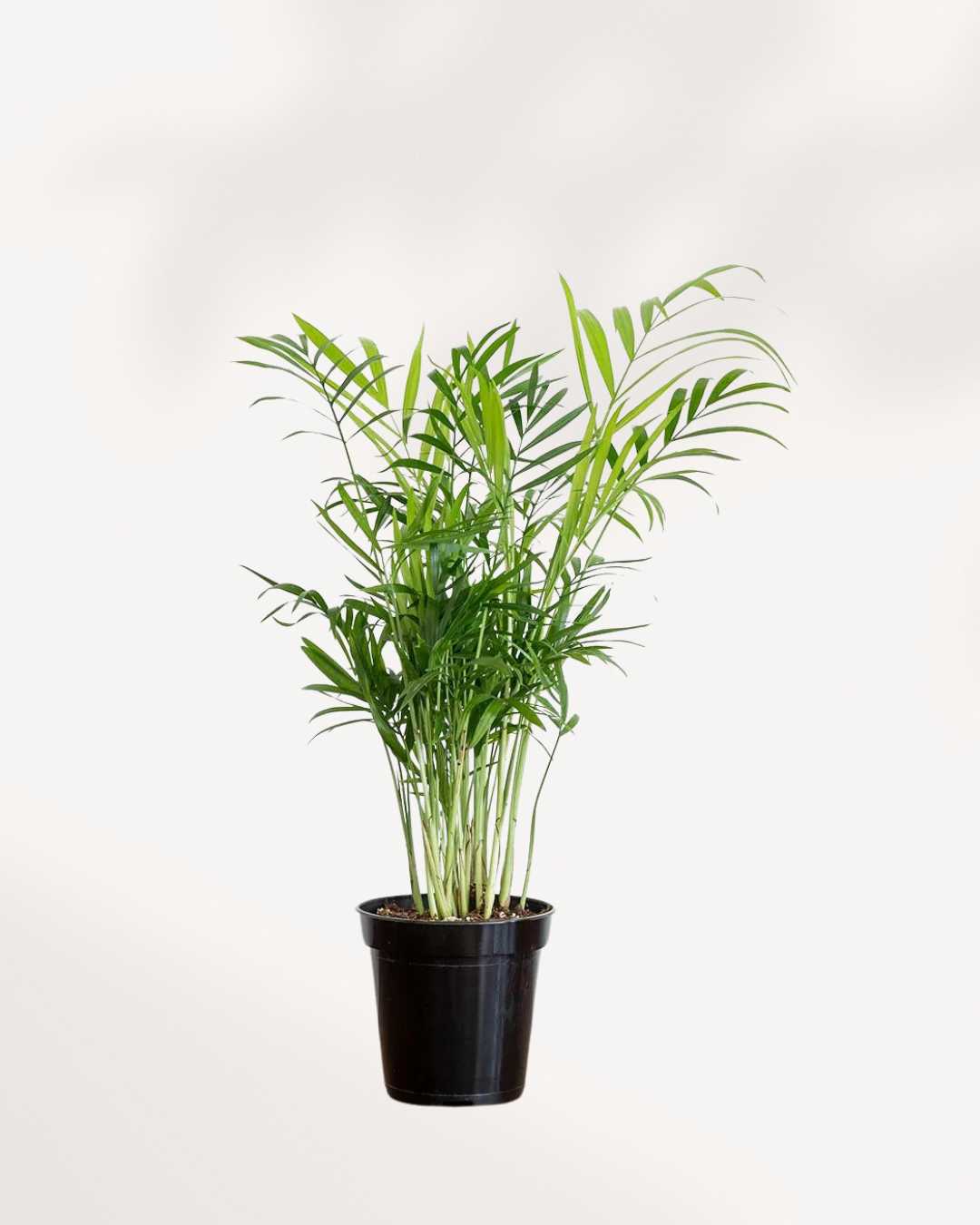 Palm plant