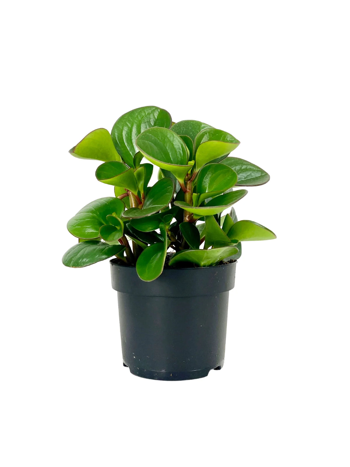Peperomia Plants