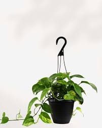 Pothos Plants