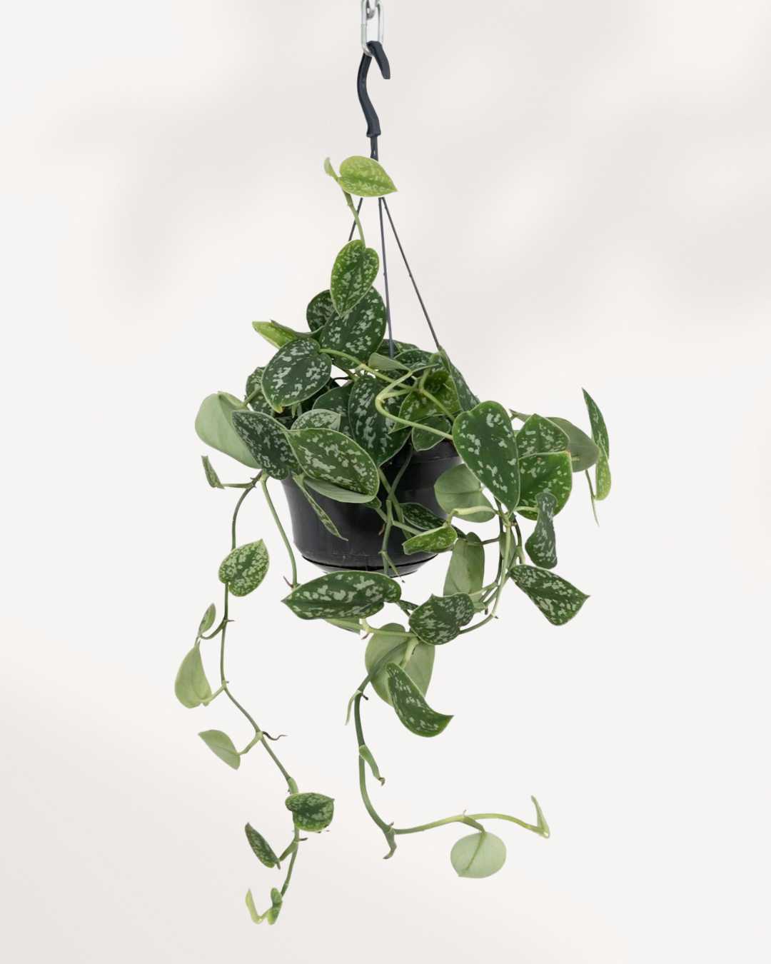 Indoor Climbing Plant