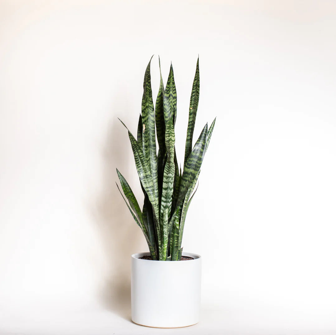 Sansevieria Snake Plants