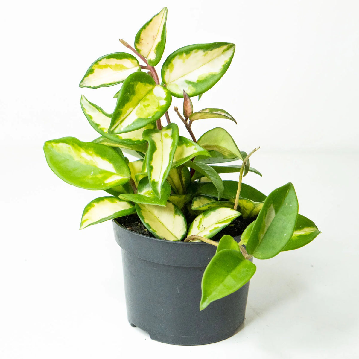 Hoya Plants
