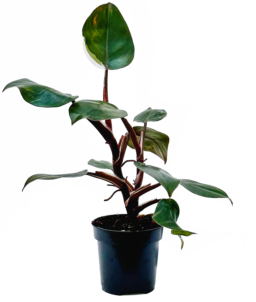 Philodendron Plants
