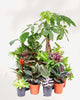 Indoor Houseplant Bundle Pack of 10