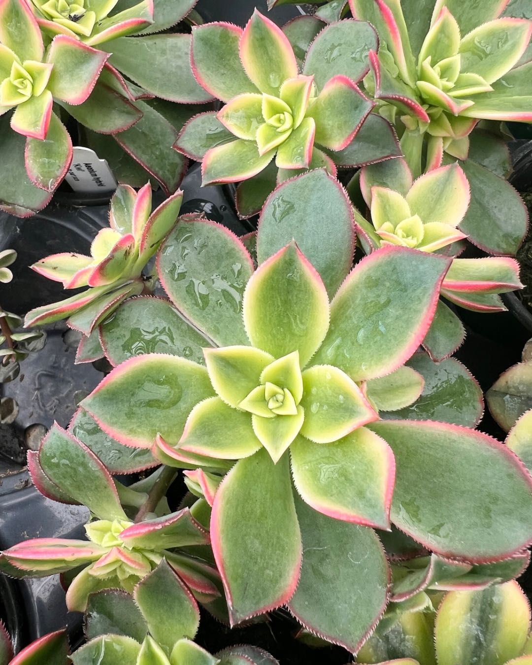 Aeonium Haworthii kiwi