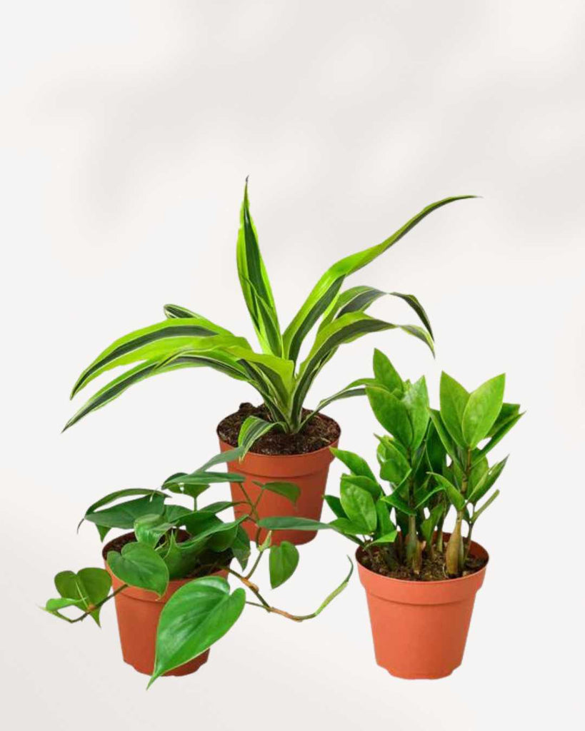 Indoor Houseplant Bundle Pack of 3