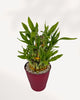 3 Tier Lucky Bamboo in Deco Pot