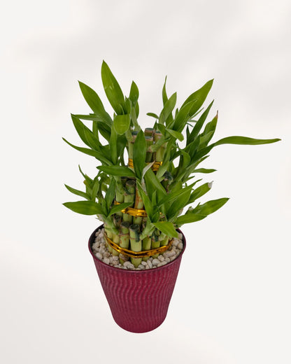 3 Tier Lucky Bamboo in Deco Pot