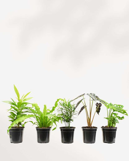 Indoor Houseplant Bundle Pack of 5