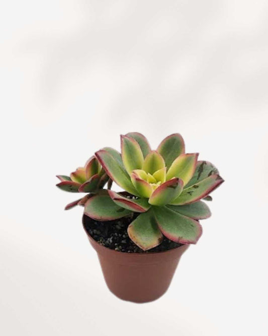 Aeonium Haworthii kiwi 3.5" Pot - XSmall