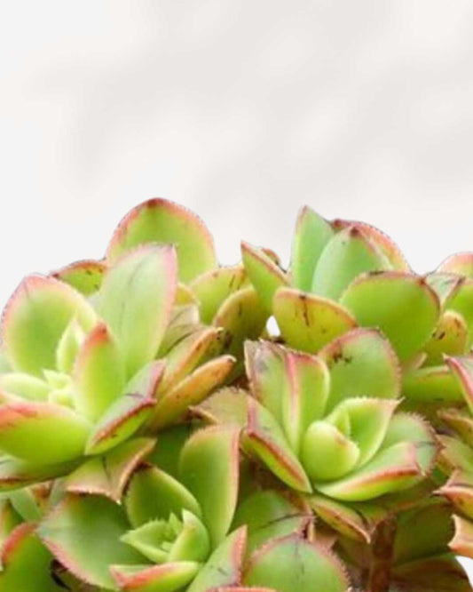 Aeonium Haworthii kiwi 3.5" Pot - XSmall
