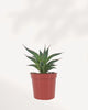 Agave Blue Glow succulent plant front view showing a perfectly symmetrical blue green rosette with glowing red and yellow leaf margins, drought tolerant architectural houseplant available online in Canada, ideal for modern home decor and sunny indoor spaces.