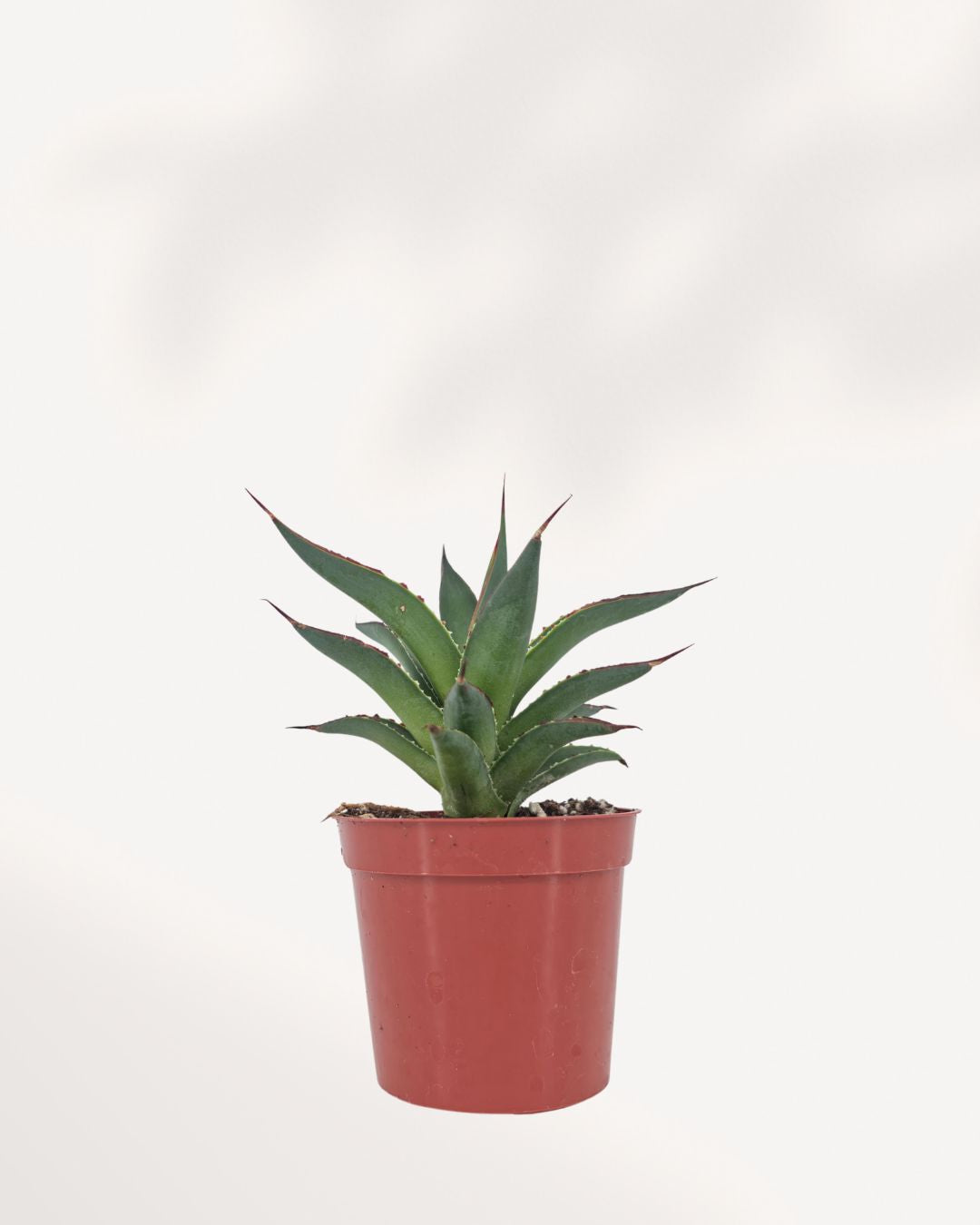 Agave Blue Glow succulent plant front view showing a perfectly symmetrical blue green rosette with glowing red and yellow leaf margins, drought tolerant architectural houseplant available online in Canada, ideal for modern home decor and sunny indoor spaces.