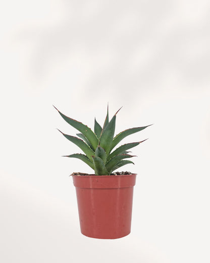 Agave Blue Glow succulent plant front view showing a perfectly symmetrical blue green rosette with glowing red and yellow leaf margins, drought tolerant architectural houseplant available online in Canada, ideal for modern home decor and sunny indoor spaces.