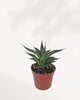 Agave Blue Glow front top view highlighting its geometric rosette form, powdery blue green leaves, and vibrant red yellow edges that appear illuminated in sunlight, premium low maintenance succulent for homes and offices.