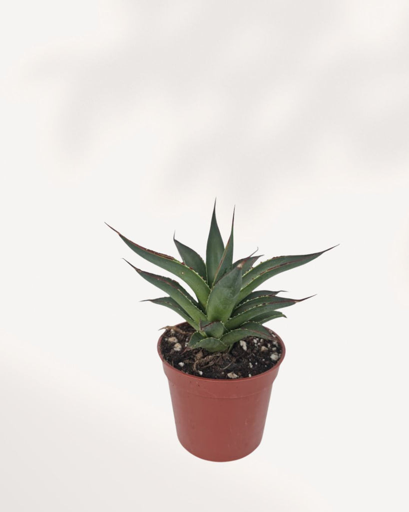Agave Blue Glow front top view highlighting its geometric rosette form, powdery blue green leaves, and vibrant red yellow edges that appear illuminated in sunlight, premium low maintenance succulent for homes and offices.
