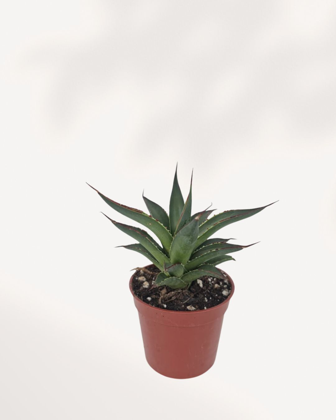 Agave Blue Glow front top view highlighting its geometric rosette form, powdery blue green leaves, and vibrant red yellow edges that appear illuminated in sunlight, premium low maintenance succulent for homes and offices.