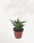 Agave Blue Glow front top view highlighting its geometric rosette form, powdery blue green leaves, and vibrant red yellow edges that appear illuminated in sunlight, premium low maintenance succulent for homes and offices.