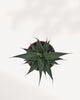 Top view of Agave Blue Glow showcasing its flawless symmetrical rosette pattern, architectural leaf arrangement, and luminous colorful edges, statement succulent plant perfect for contemporary interiors and collectors.