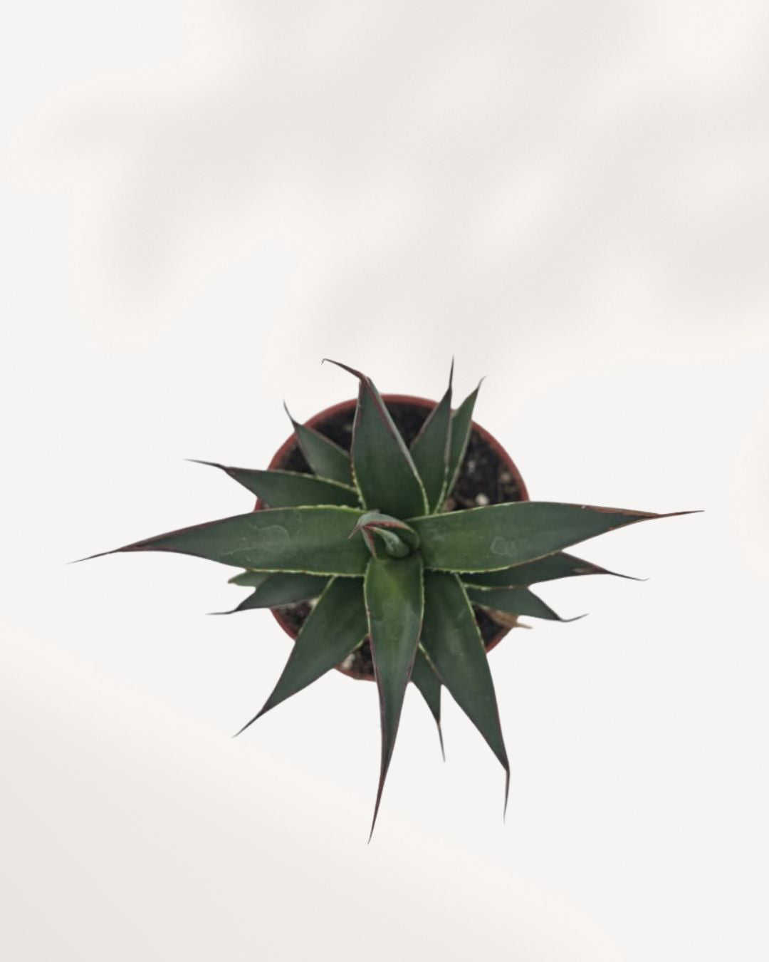 Top view of Agave Blue Glow showcasing its flawless symmetrical rosette pattern, architectural leaf arrangement, and luminous colorful edges, statement succulent plant perfect for contemporary interiors and collectors.
