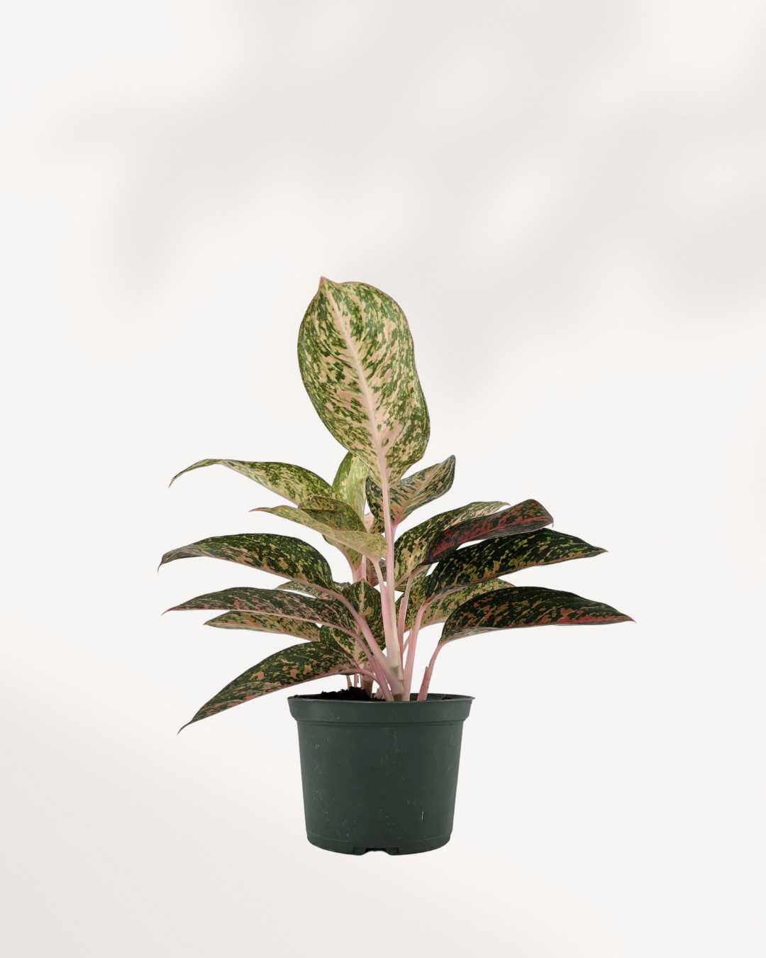 Aglaonema Chanel plant in a nursery pot