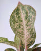 Aglaonema Chanel plant in a pot