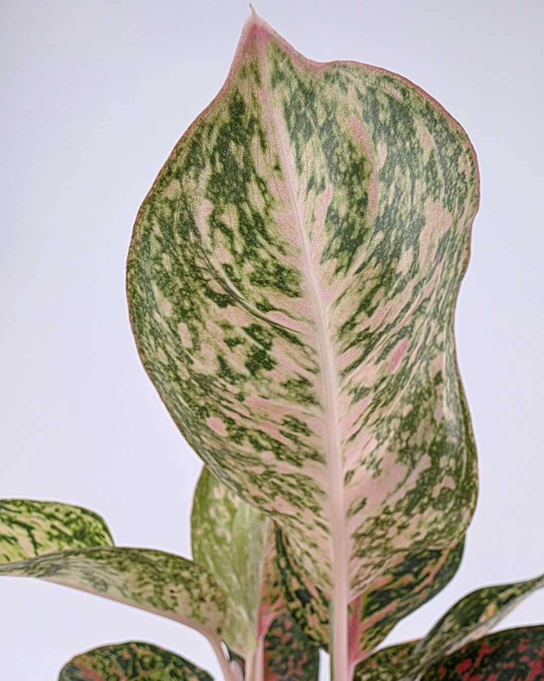 Aglaonema Chanel plant in a pot