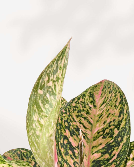 Aglaonema Chanel plant in a nursery pot