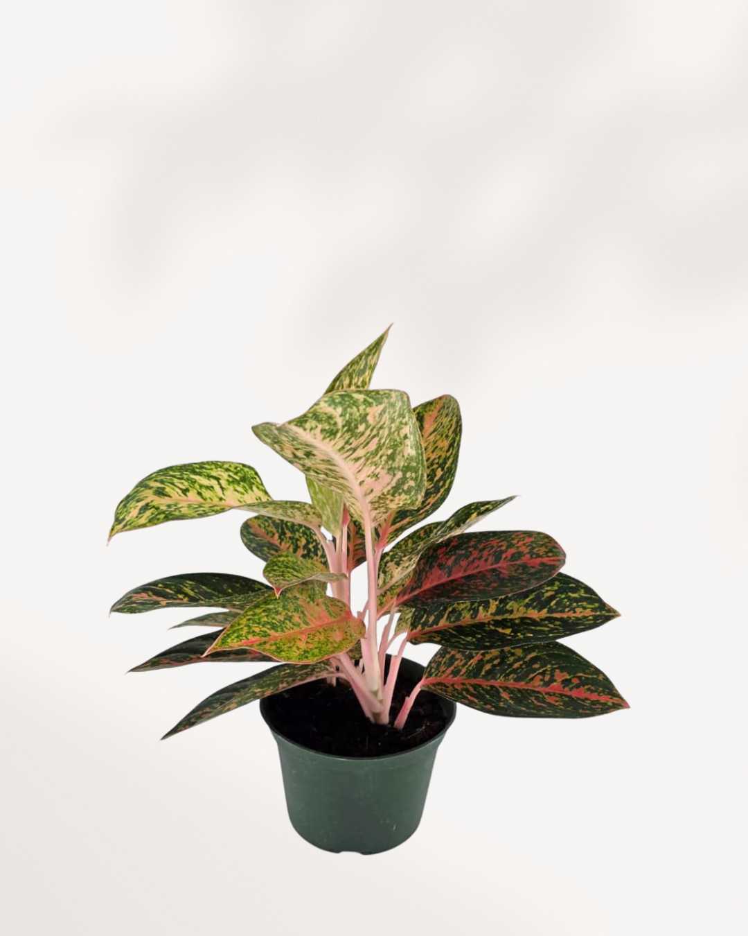 Top view of Aglaonema Chanel's foliage