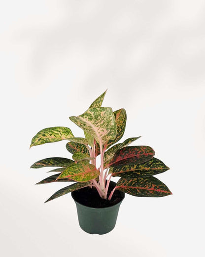 Top view of Aglaonema Chanel's foliage