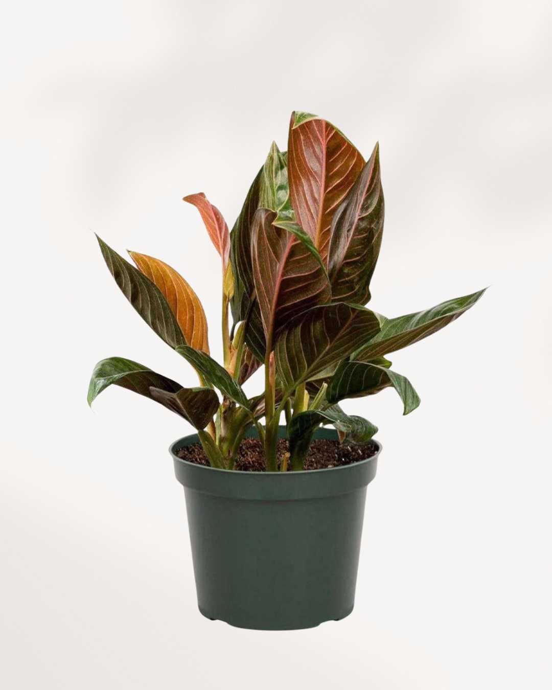 Aglaonema Chocolate plant in a pot