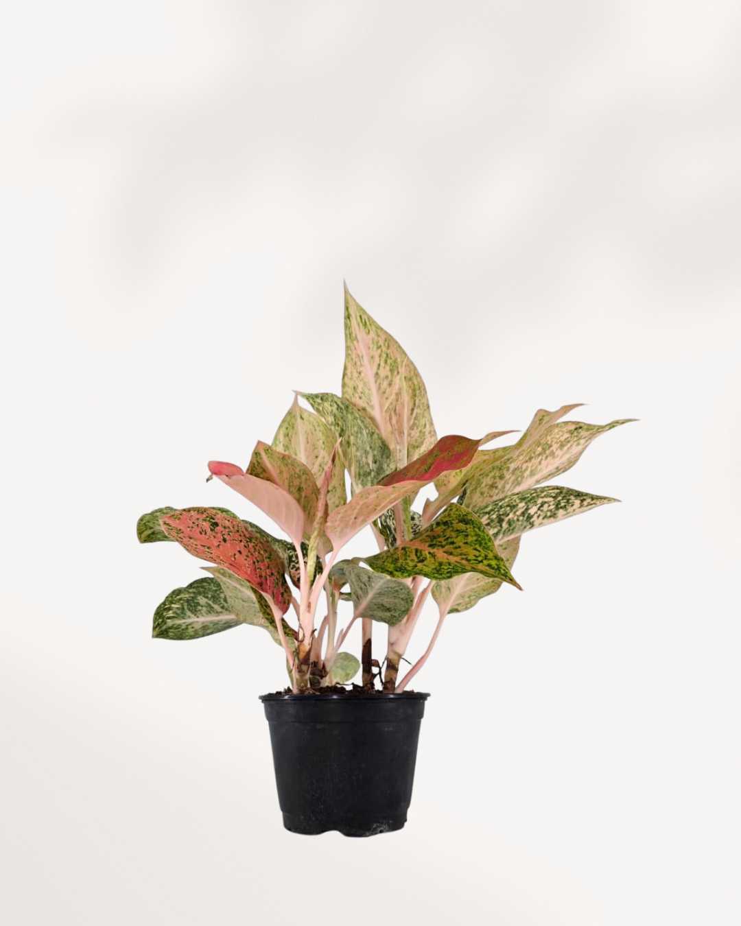 Aglaonema Cleopatra plant in a nursery pot