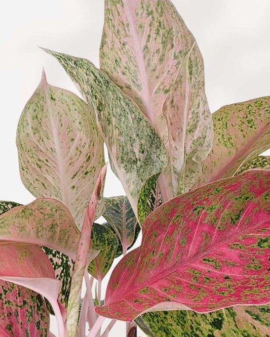 Aglaonema Cleopatra plant in a nursery pot