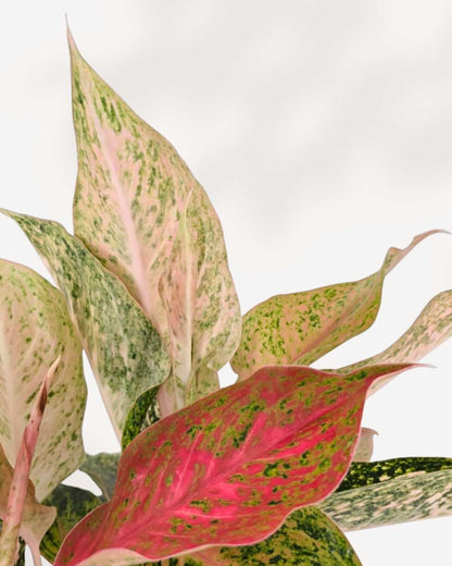 Top view of Aglaonema Cleopatra's foliage