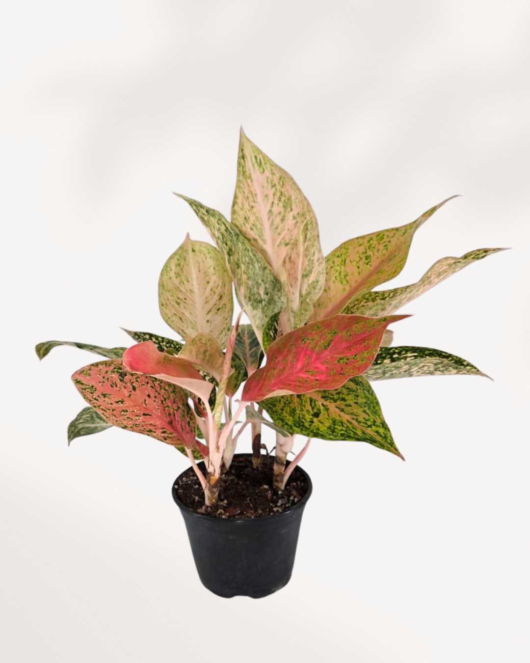 Aglaonema Cleopatra plant in a pot